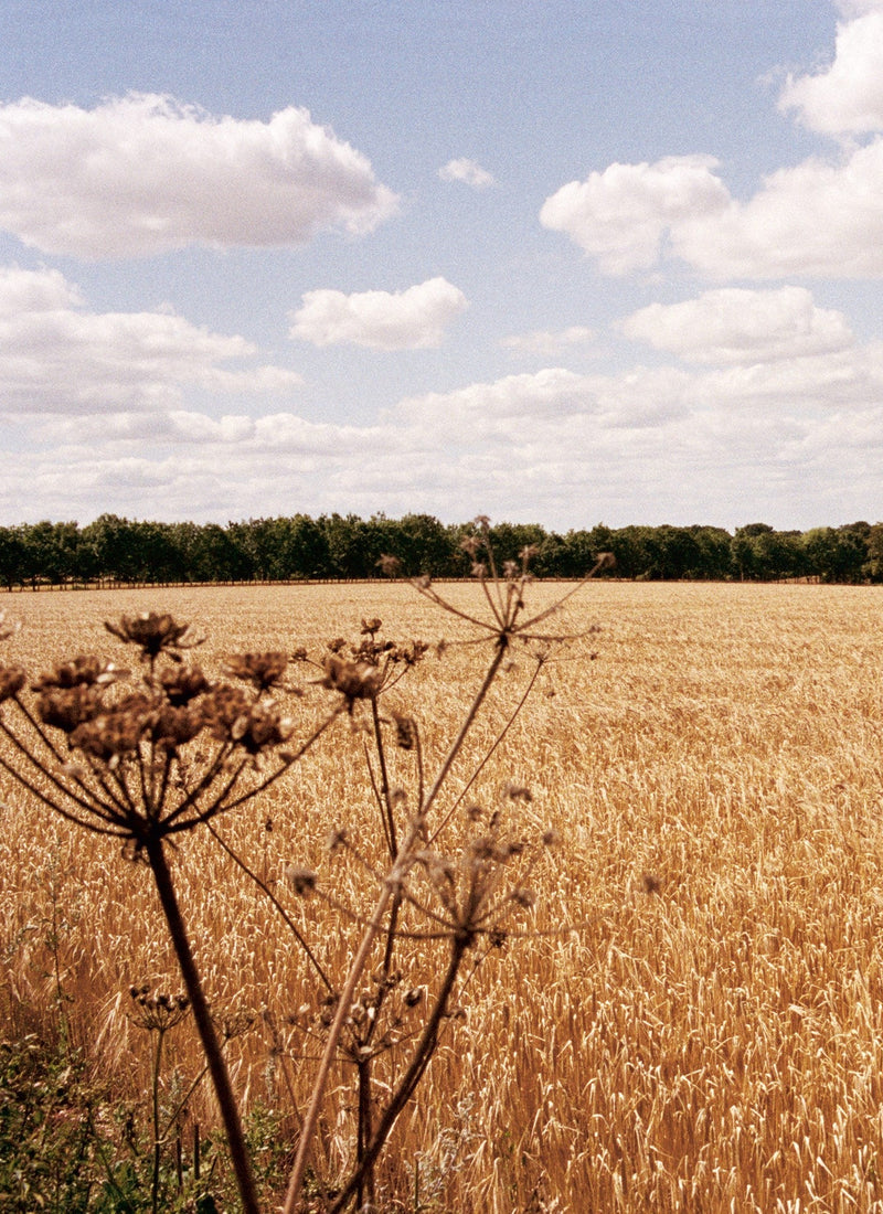 Gather Cook Feast | Book